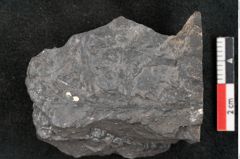 Foto (Detailansicht) von Thinnfeldia gracilis Ettingshausen (NHMW-GEO-2024-0188-10317)